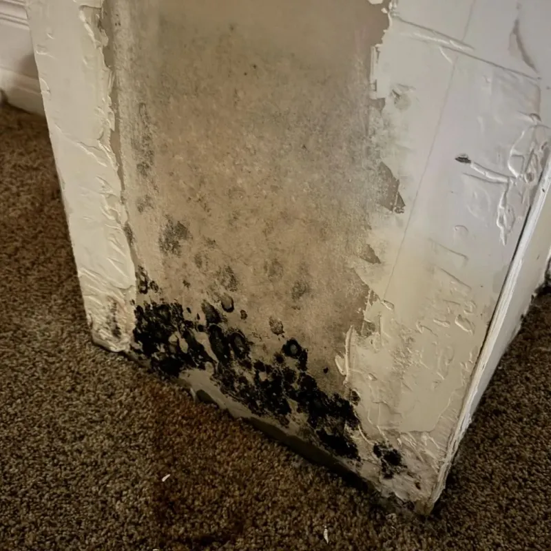 Professional Mold Removal in Kissimmee, FL